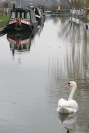 A swan on the canal